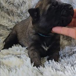 Indy's Azure - Mahogany female Belgian Malinois puppy in Berry, Alabama from North River k9