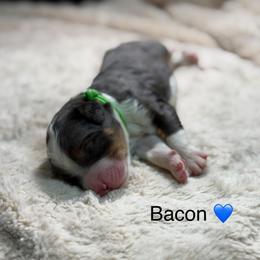 Bacon - Blue merle male Bernedoodle puppy in El Campo, Texas from Little Fur Friends Bernedoodles