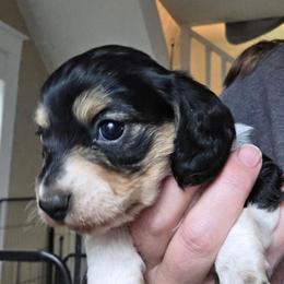 Rosie's black and tan piebald longhair girl - Piebald female Dachshund puppy in Declo, Idaho from Dozendachs