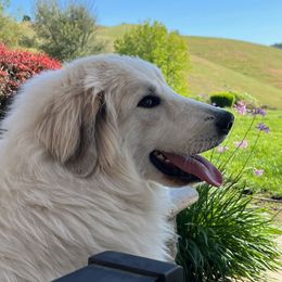 Four Clover Grand Duchess Anastasia - White Great Pyrenees puppy in Chico, California from Four Clover Kennel
