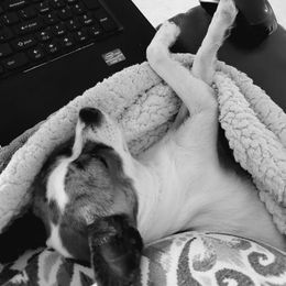 Chihuahua Puppies from Fine Whines & Lickers