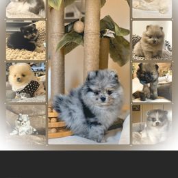 Pomeranian Puppies from Highlander Pomeranians
