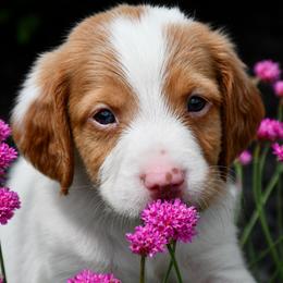 Marlin - White and orange male Brittany puppy in Hollidaysburg, Pennsylvania from Royal Flush Farms