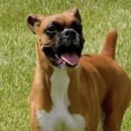 Boxers and English Foxhounds from Park Avenue Kennels