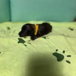 Yellow girl - Black female Dachshund puppy in Live Oak, Florida from The Weenie Herd Mom