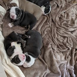 Boxer and Bulldog Puppies from Perry Hill Bullies