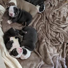 Boxer and Bulldog Puppies from Perry Hill Bullies