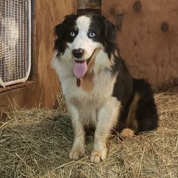 Angus - Australian Shepherd