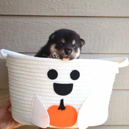 Wednesday - Black and tan female Shiba Inu puppy in Napa, California from Shinin Shibas