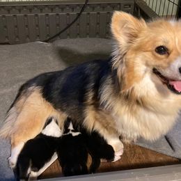 Apple - Pembroke Welsh Corgi