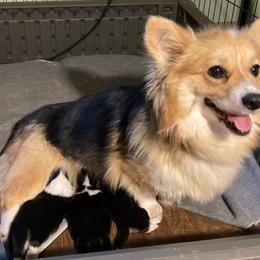 Apple - Pembroke Welsh Corgi