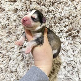 Inu - Gray and white male Siberian Husky puppy in Lunenburg, Vermont from SNOW WOOLY HUSKY