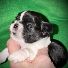 My forever name is being decided - Black and white male Shih Tzu puppy in North Central Oregon, Oregon from T-Amore Shih Tzu