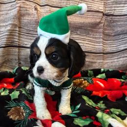 Cavalier King Charles Spaniel Puppies from Krawczyk's House of Cavaliers