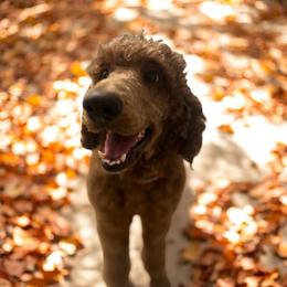Hank - Poodle