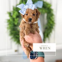 W R E N - Red  female Goldendoodle puppy in Cedar City, Utah from Cedar Doodles- Home of the Teddybear Goldendoodle