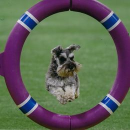 Miniature Schnauzer All Grown Up from Sumerwynd Miniature Schnauzers