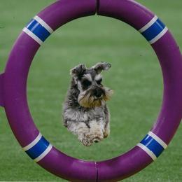Miniature Schnauzer All Grown Up from Sumerwynd Miniature Schnauzers