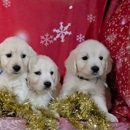 Rylie' puppies - Light golden male Golden Retriever puppy in Salem, Ohio from Golden Pride Retrievers