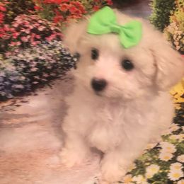 Petals - White female Maltese puppy in North Myrtle Beach, South Carolina from Perfect Puppies