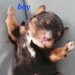 Ross - Black and tan male Cavapoo puppy in Wentworth, Missouri from Newton County Cavaliers & Cavapoos LLC
