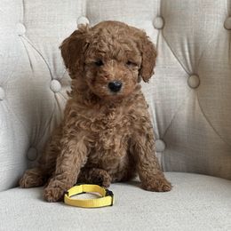 Yellow collar girl - Red  female Goldendoodle puppy in Skamokawa, Washington from East Valley Pups
