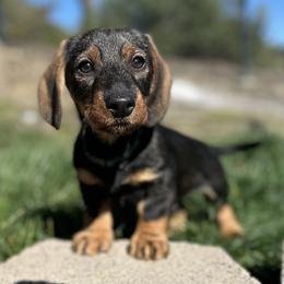 Heinz - Wild boar male Dachshund puppy in San Jose, California from Zwinger vom Donau-Ries