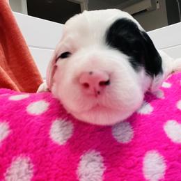 Sheepadoodle Puppies from Maplesierradoodles