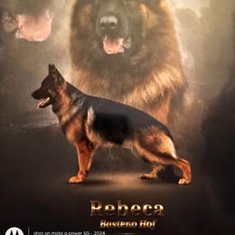 Reba - German Shepherd