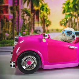 Weird Barbie - Light golden Golden Retriever puppy in Sierra Vista, Arizona from Golden Borealis