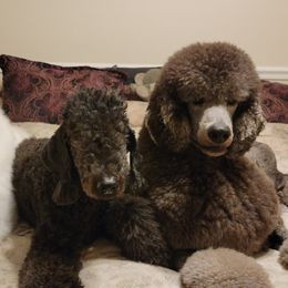 Poodles from Adeline Wirtz