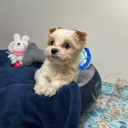 Gorgeous Small Blonde Parti Golddust Male - Parti male Yorkshire Terrier puppy in Benson, Arizona from Happy Tails Yorkies