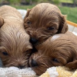 Cavapoos from Cuddlebug Cavapoos of Austin