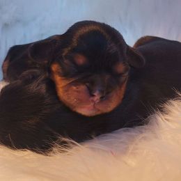 Midnight Surprise - Black and tan Cavalier King Charles Spaniel puppy in Castorland, New York from Faithful Friends Cavaliers
