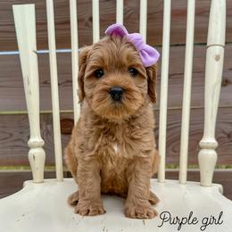Purple girl - Apricot female Australian Labradoodle puppy in Chelsea, Michigan from Michigan Labradoodles