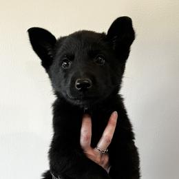 Girl 2 - female German Shepherd puppy in Higbee, Missouri from Kyon Kennel LLC