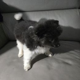 Partiboy - Orange sable Pomeranian puppy in Colorado Springs, Colorado from Peak Pomeranians