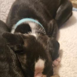 LIGHT BLUE - Brindle male Boxer puppy in Gloucester, Virginia from Keen Boxers
