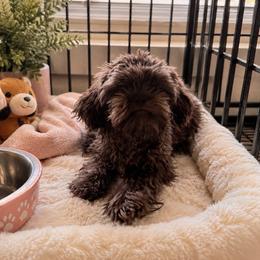 Choco - Chocolate male Shih Tzu puppy in Azusa, California from RJ Shih Tzu lover