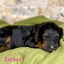 Sorbet - Phantom female Bernedoodle puppy in Midland, Michigan from Northern Charm Farm