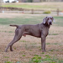 Ace - Weimaraner