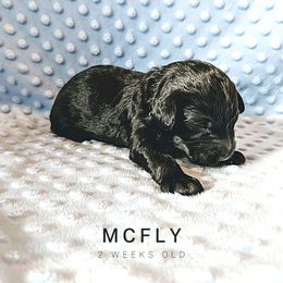 Sheepadoodle Puppies from Blue Spruce Doodles