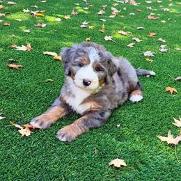 Mistyweather - Blue merle female Bernedoodle puppy in Banner Elk, North Carolina from Walnut Tree Bernedoodles