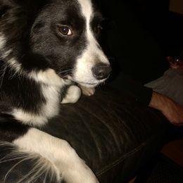 Border Collie Puppies from Aumakua Border Collies
