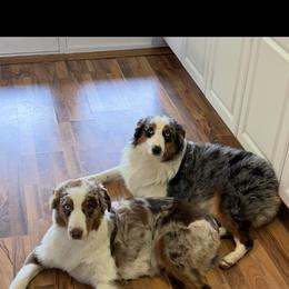 Australian Shepherd puppies from Bombshell Australian Shepherds