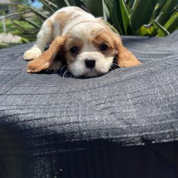 Cavalier King Charles Spaniel Puppies from Caveliers by Grace