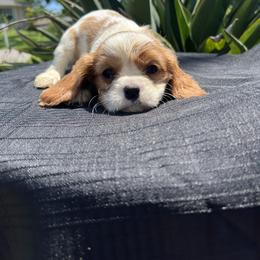 Cavalier King Charles Spaniel Puppies from Caveliers by Grace