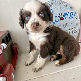 St Nick - Red tri male Miniature Australian Shepherd puppy in Nashville, Tennessee from Little B’s Aussies