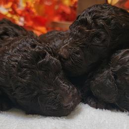 Poodle Puppies from Anna-Ash Poodles
