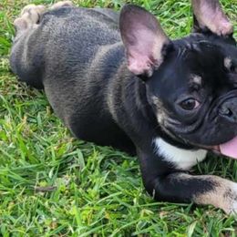 Boy 1 - Tricolors French Bulldog puppy in Florida from Brianna Hooks's French Bulldogs